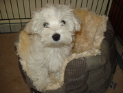 honden foto van Luca