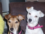 honden foto honden foto van els