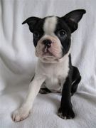 honden foto van Bart