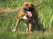 honden foto van Groofy