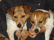 honden foto van Hennie van Vliet