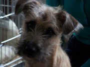 honden foto van marion