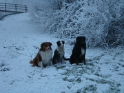 honden foto van Jolanda