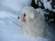 honden foto van Geartsje