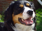 honden foto van Janneke