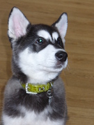 honden foto van annie 