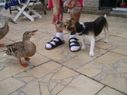 honden foto van Jelle van der Wal