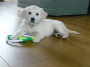 honden foto van suzanne