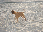 honden foto van Esmeralda