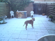 honden foto van jos van giersbergen