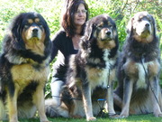 honden foto van Tibetaanse Mastiff