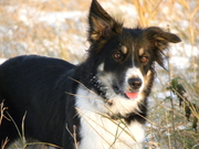 honden foto van Stephanie