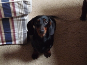 honden foto van Egbert Drenth