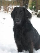 honden foto van Marcia