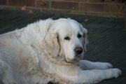 honden foto van Janette Scharenborg