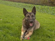 honden foto van kelly