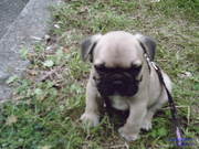 honden foto van liesje van sweevelt