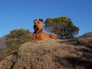 honden foto van Abby en haar baasje.