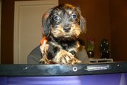 honden foto van Evelyn en Bertje