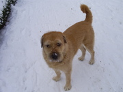 honden foto van cynnie