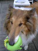 honden foto van anne