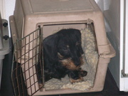 honden foto van gerrie heesterbeek