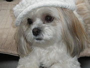 honden foto van marjolein