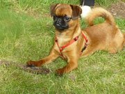 honden foto van jennie