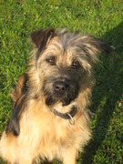 honden foto van ingrid