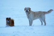 honden foto van Amy en Layla