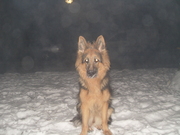 honden foto van Chantal