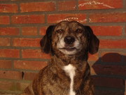 honden foto honden foto van llllllll