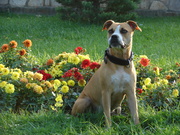 honden foto van netty