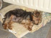 honden foto van marjolijn