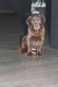 honden foto honden foto van petra