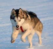 honden foto van nathalie van oost