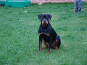 honden foto van Evi
