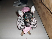 honden foto van Dior