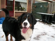 honden foto van corina