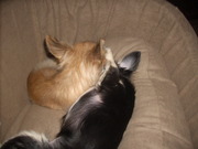 honden foto honden foto van bonny