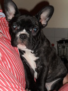 honden foto van Manon