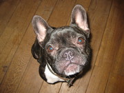 honden foto van Joyce Vermeulen