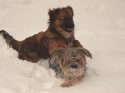 honden foto van corrianne