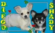 honden foto van TheaR & Ginny † & Diego & Shady