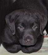 honden foto honden foto van nicole ruys