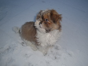 honden foto van Wilma Janssens