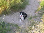 honden foto van N.van der Werff