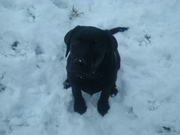 honden foto honden foto van Samantha