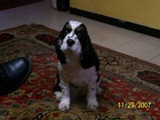 honden foto van laddy