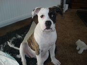 honden foto van brenda